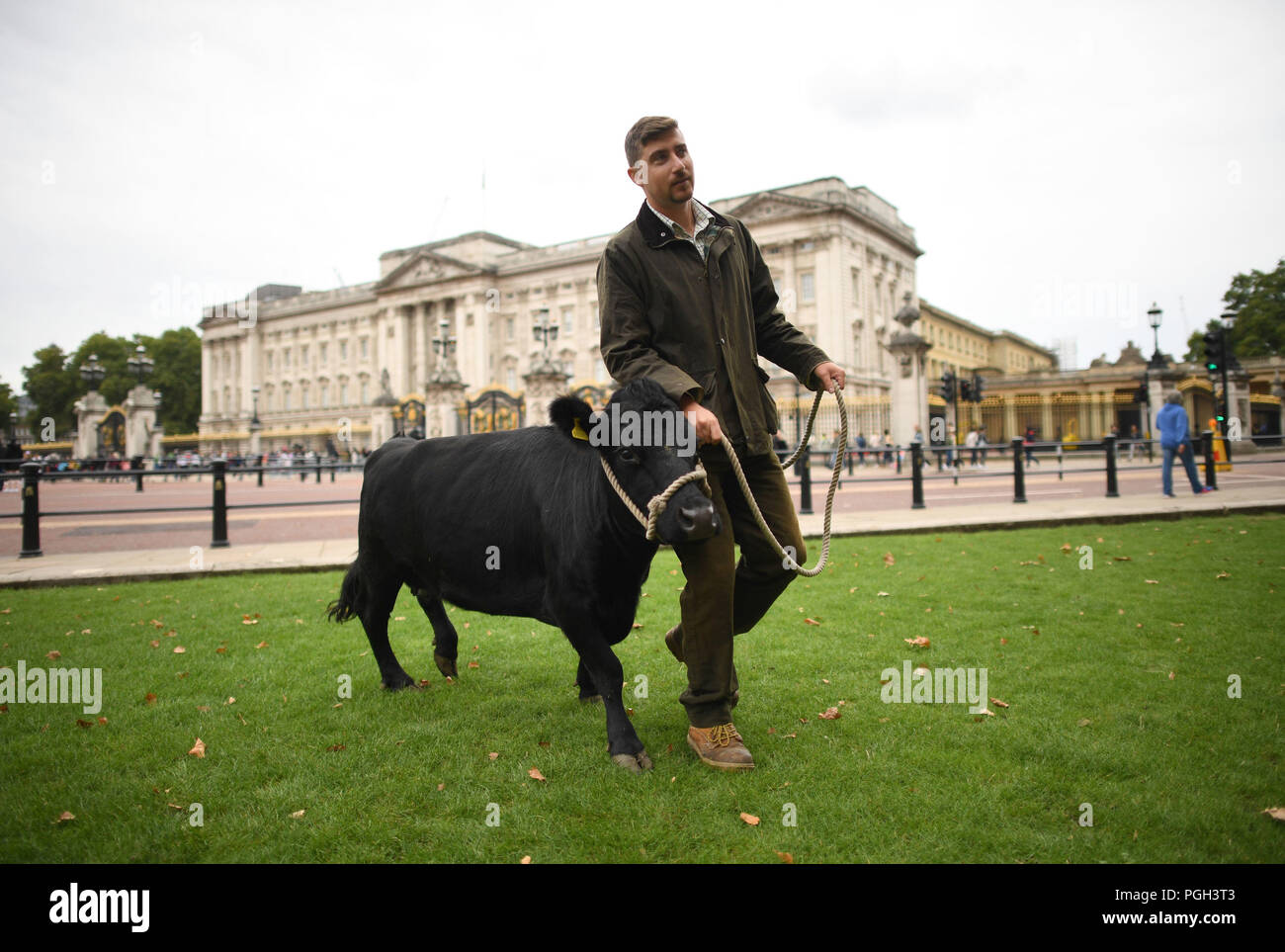 Una mucca si unisce a una mandria di rara-razza di pecore pascolano in parco verde nel centro di Londra, come parte di una versione di prova di conservazione per aiutare la fauna selvatica prosperare nella royal park. Foto Stock