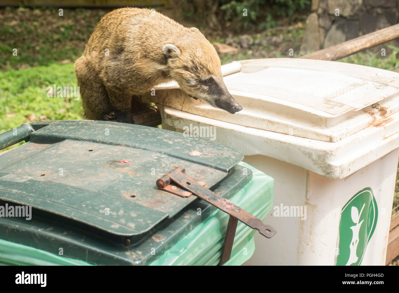 Sud Americana coati (Nasua nasua) scavando nel cestino, Parco Nazionale di Iguazu, Misiones, Argentina, Sud America Foto Stock