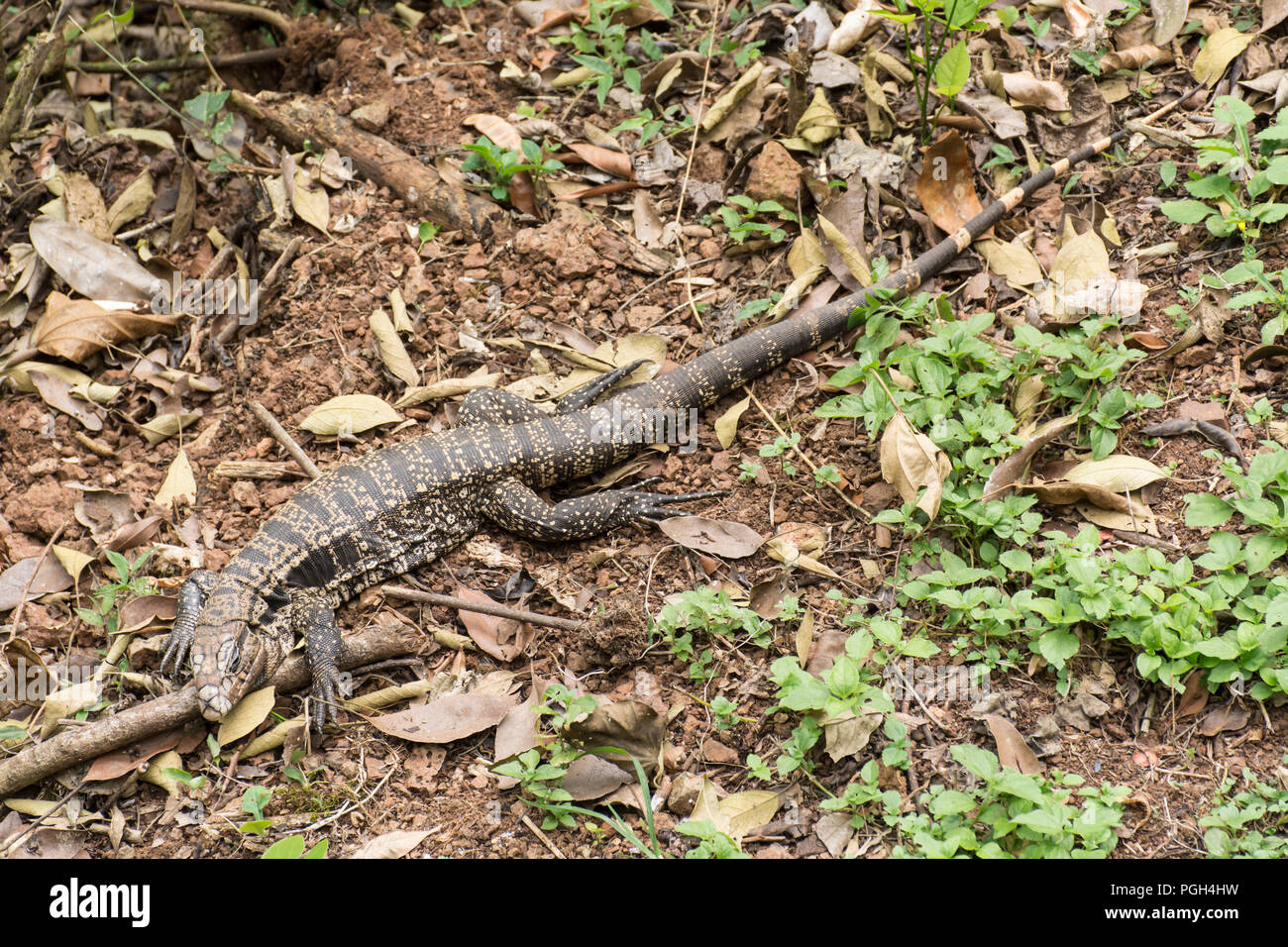 L'argentino in bianco e nero tegu lizard (Salvator merianae), il Parco Nazionale di Iguazu, Misiones, Argentina Foto Stock