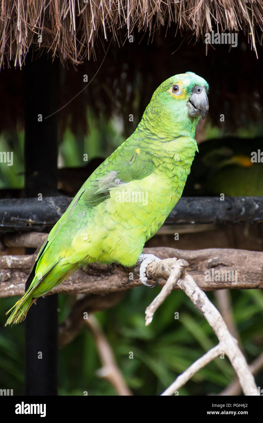 Blu-fronteggiata Amazon parrot (Amazon aestiva), uccello adulto su un ramo. Parco degli uccelli, di Foz do Iguacu, Brasile, Sud America Foto Stock