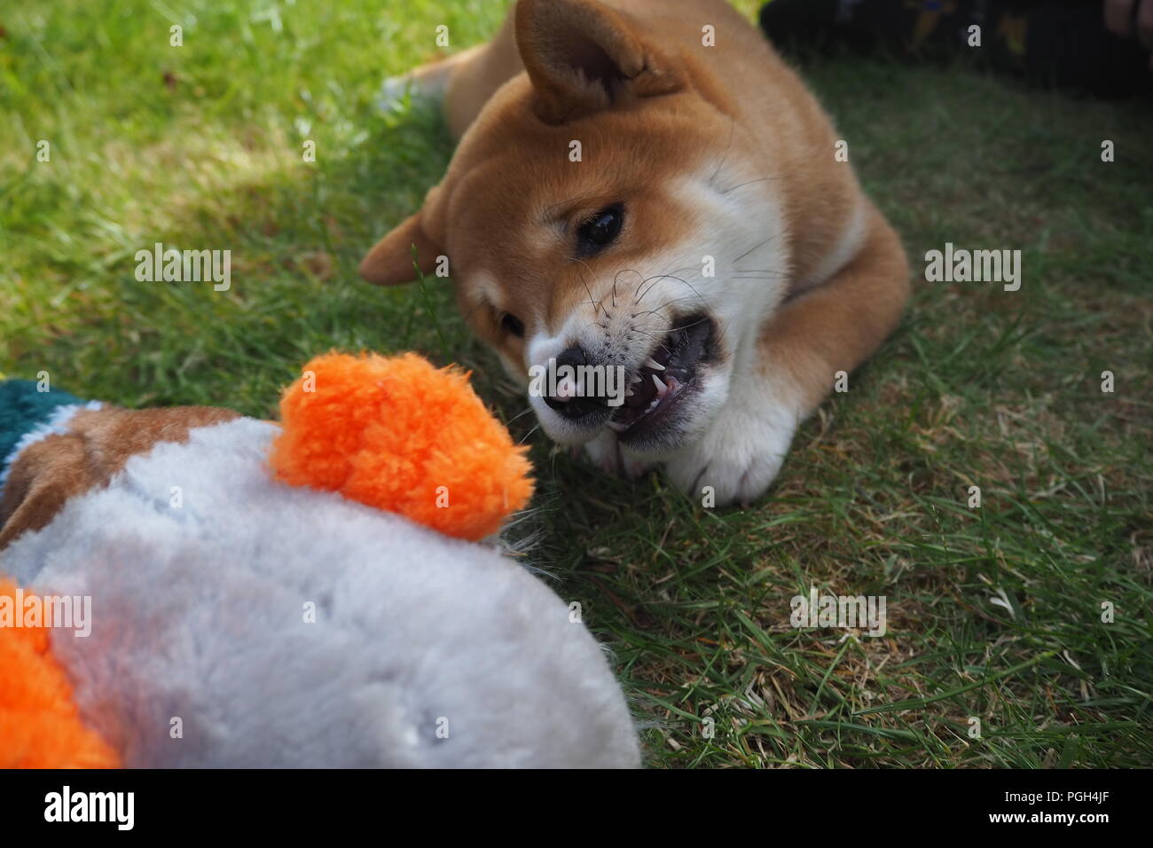 Shiba Inu cucciolo giocare in giardino Foto Stock