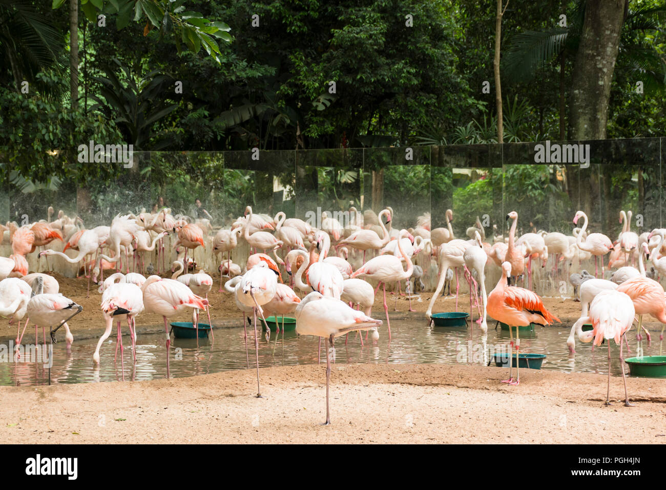 Fenicotteri rosa al parco degli uccelli, di Foz do Iguacu, Brasile, Sud America Foto Stock