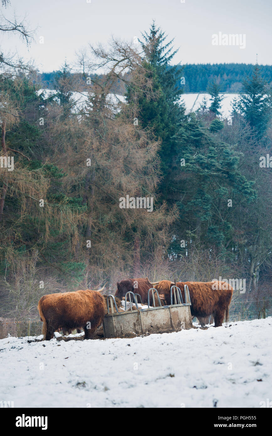 Highland vacche, neve, Meteo Peebles, Venlaw Hill, Scottish Borders Foto Stock