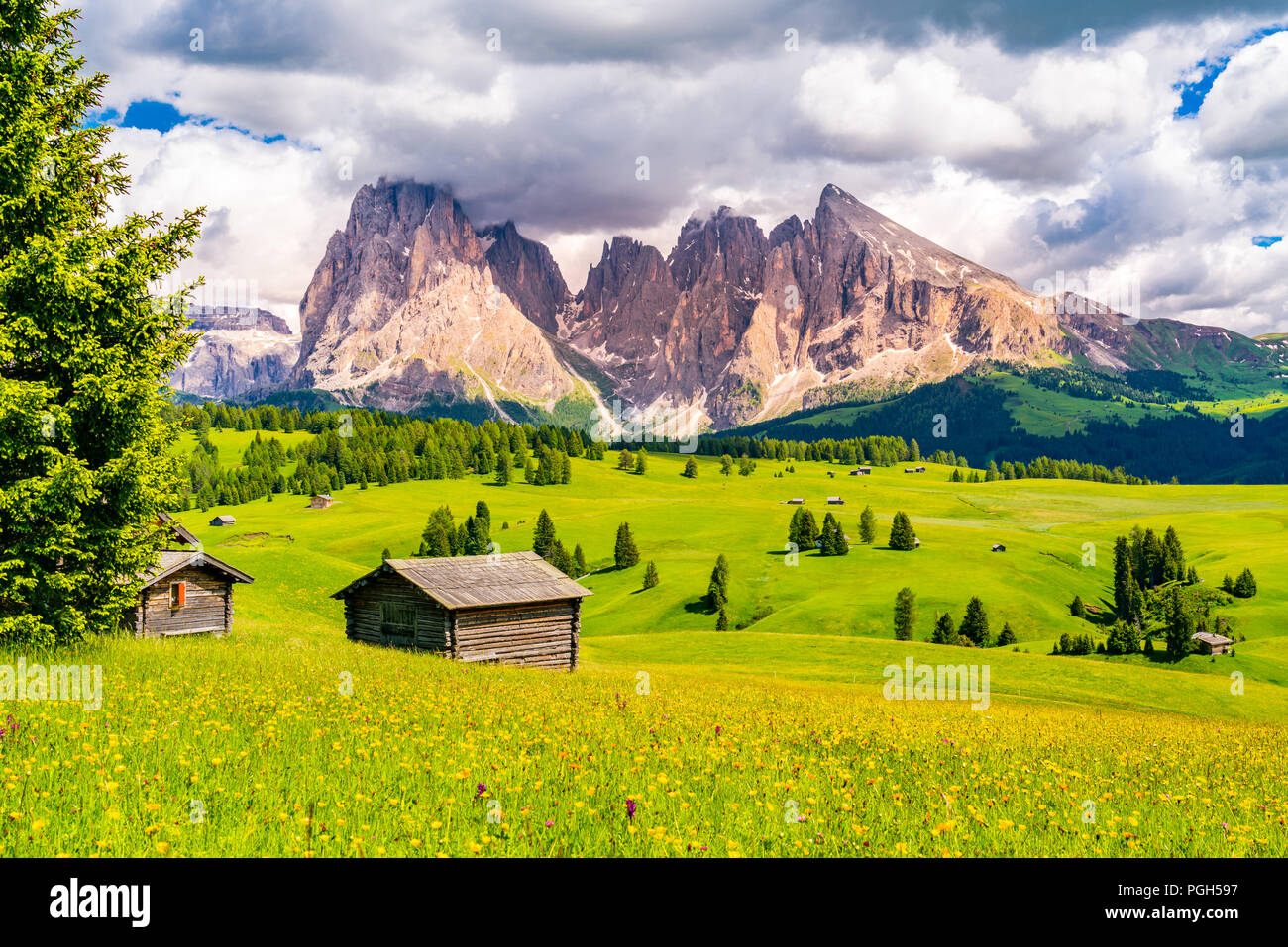 Paesaggio naturale del verde altopiano alpino Seiser Alm e il Gruppo del Sasso Lungo delle Dolomiti con il campo di bellissimi fiori in giornata soleggiata in Foto Stock