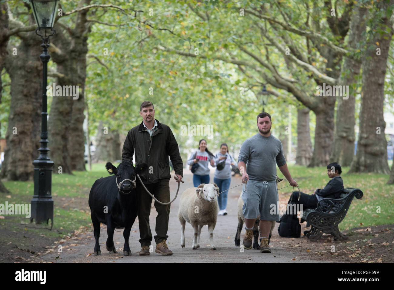 Una vacca e una mandria di rara-razza di pecore pascolano in parco verde nel centro di Londra, come parte di una versione di prova di conservazione per aiutare la fauna selvatica prosperare nella royal park. Foto Stock