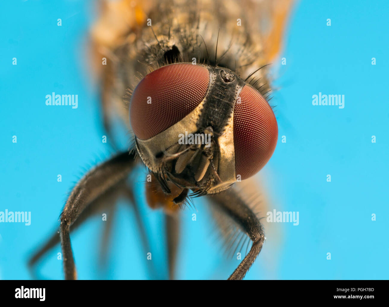 Housefly Musca domestica testa in primo piano Foto Stock