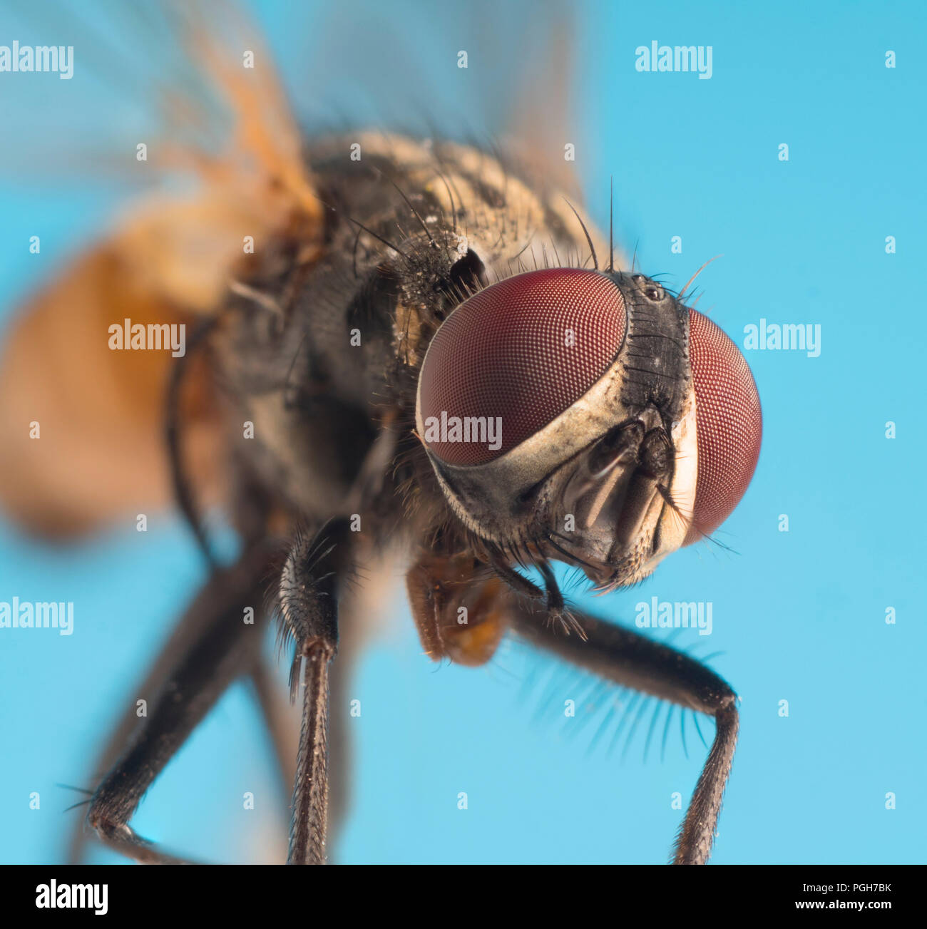 Housefly Musca domestica testa in primo piano Foto Stock