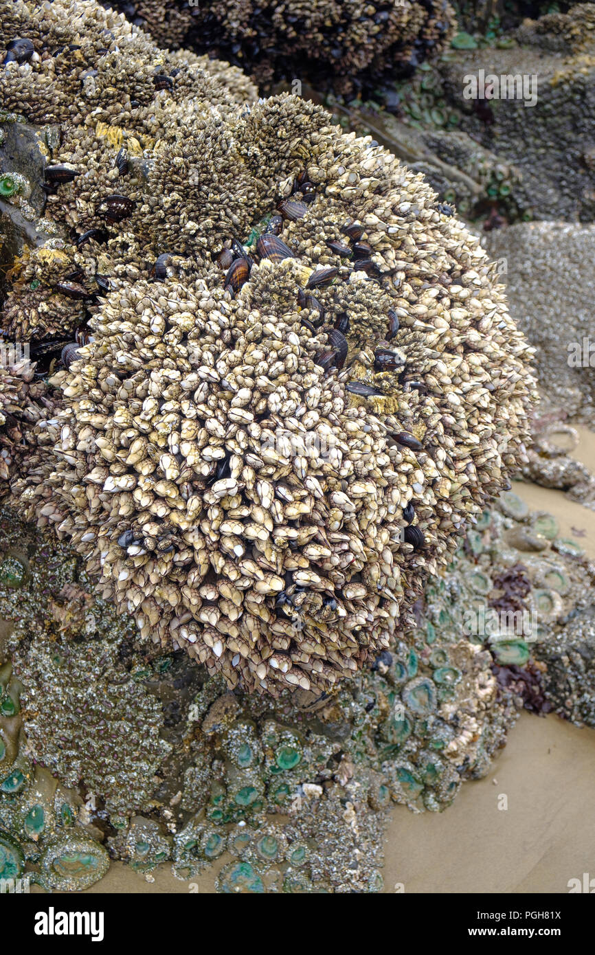 Collo di cigno cirripedi verde a Cannon Beach, Oregon, Stati Uniti d'America Foto Stock