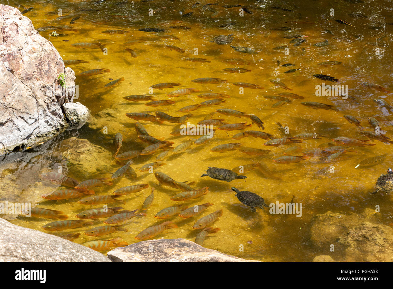 Maya Cichlid (Mayaheros uroftalmus) scuola di pesce con tartarughe, multiplo in lago - Florida, Stati Uniti Foto Stock