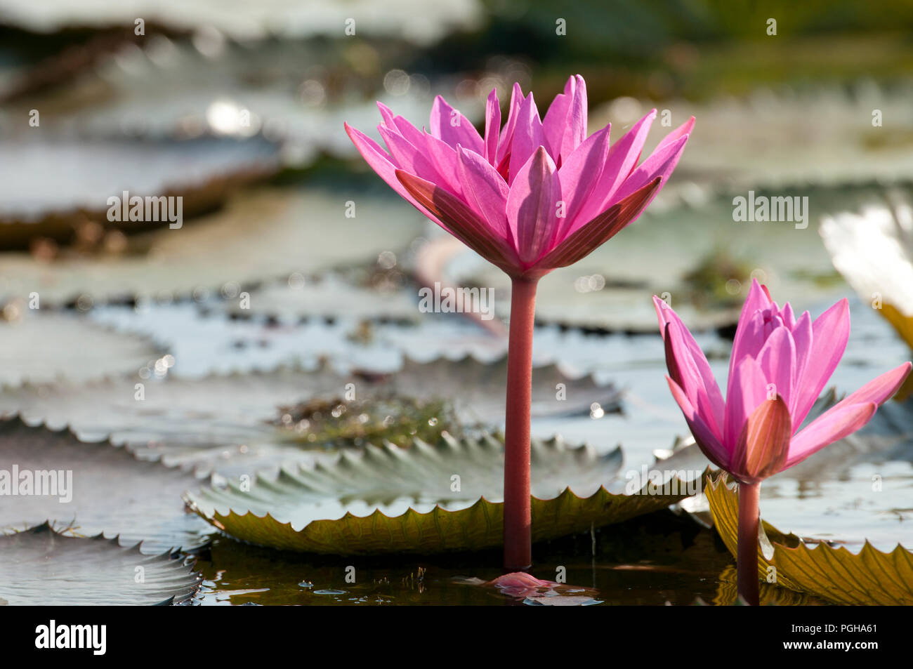 Red Indian acqua giglio - aprire il fiore (Nymphaea pubescens) - Un racconto Noi - Patthalung - Thailandia Nénuphar Foto Stock