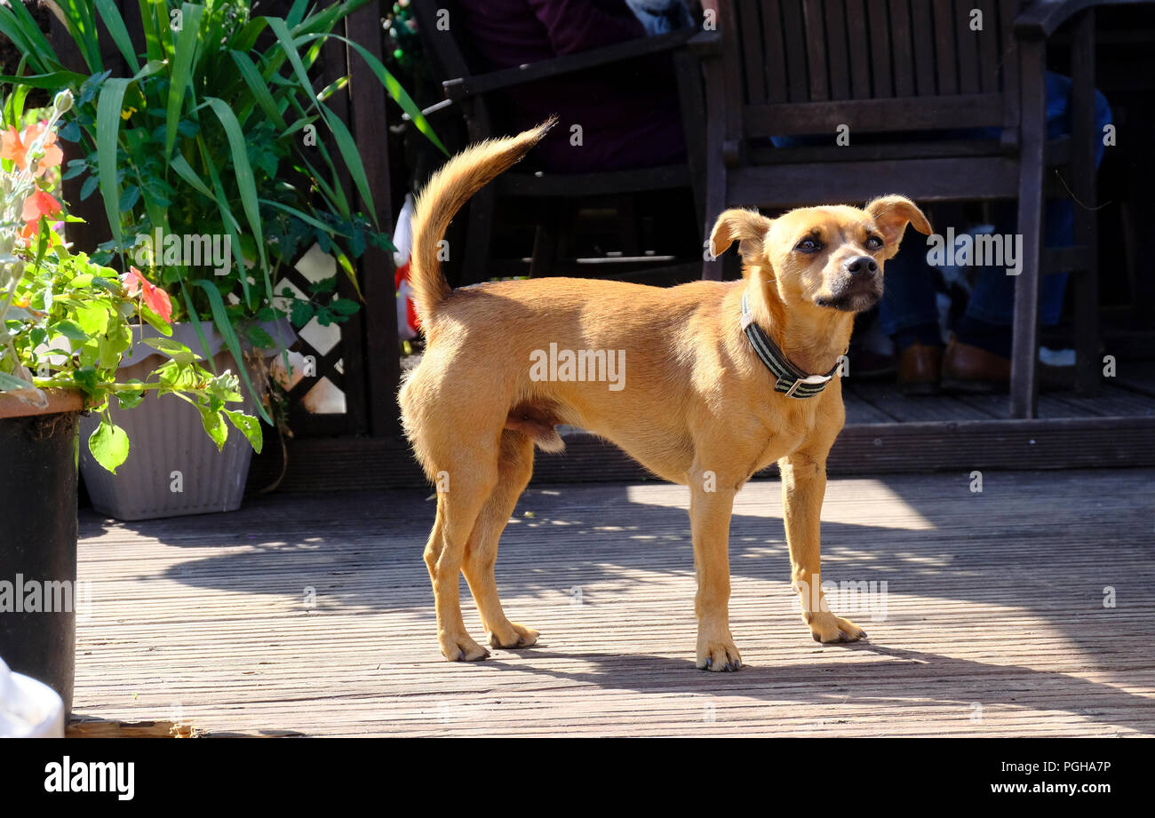 Avviso croce maschio razza terrier cane in attesa di scarti di cibo presso il cafe Foto Stock