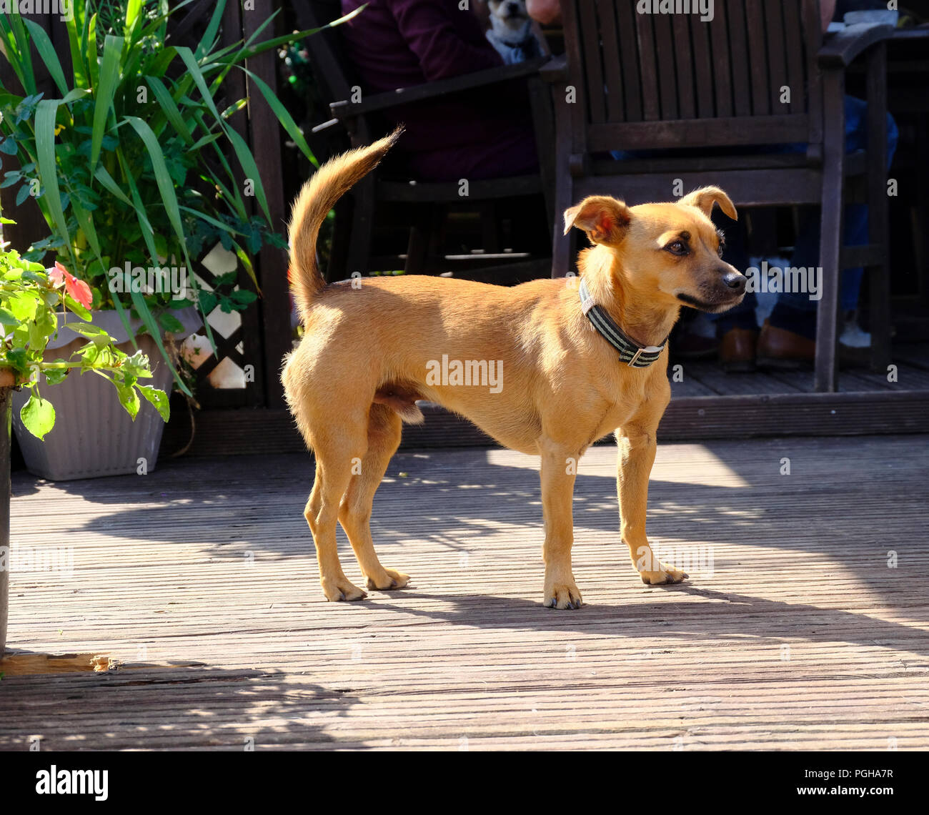 Avviso croce maschio razza terrier cane in attesa di scarti di cibo presso il cafe Foto Stock