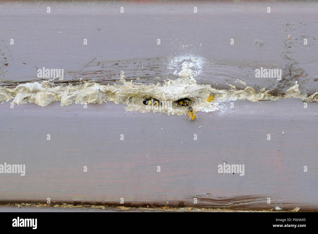 Vespe' nest realizzata in una parete laterale di una stabile in legno Foto Stock