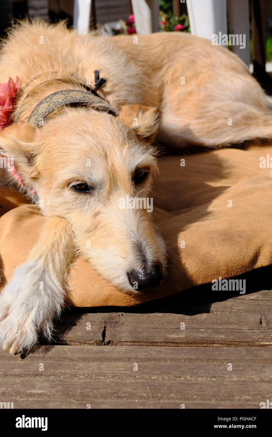 Rinzaffate Lurcher femmina rilassante sul suo letto di cane Foto Stock