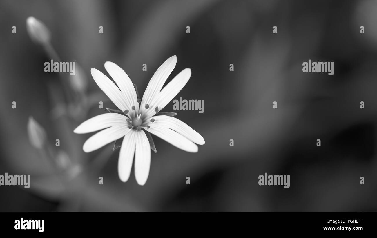 Fioritura chickweed in bianco e nero. Stellaria graminea. Artistico di close-up. Bella wild herb bloom. Prato primavera. La malinconia scuro dello sfondo floreale. Foto Stock