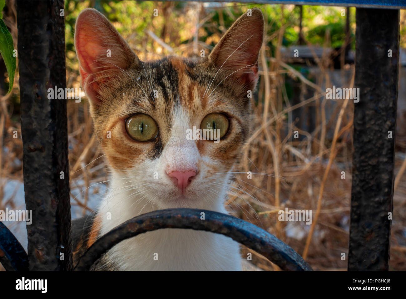 Con gli occhi spalancati greco alley cat staring attraverso il ferro battuto recinzione, Kissamos, Creta Foto Stock