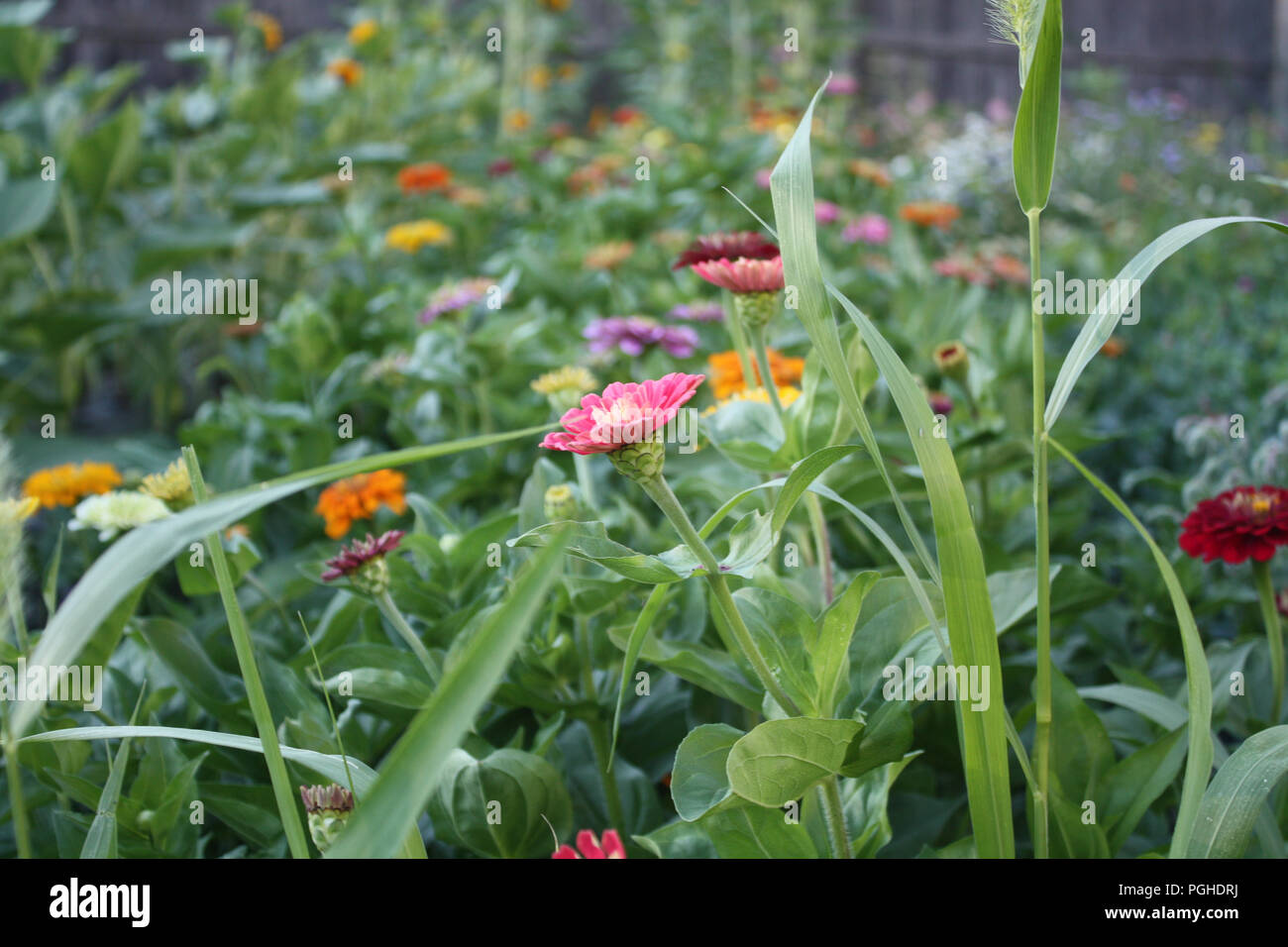 Zinnias che fiorisce in estate Foto Stock