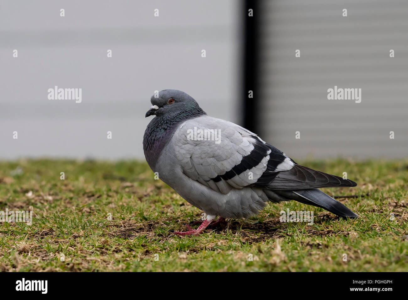 Il piccione comune (Columba livia) Foto Stock
