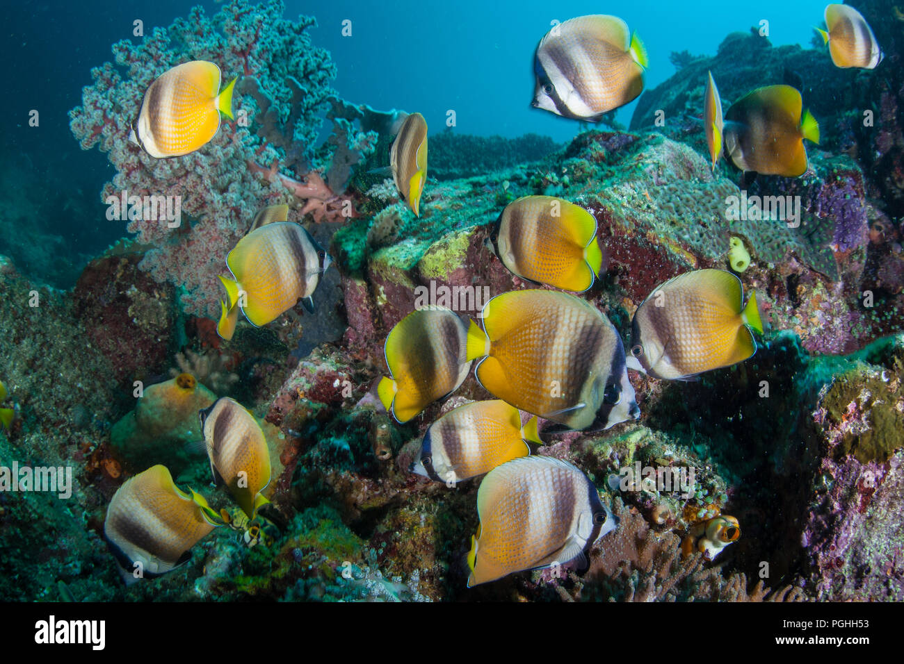 Una scuola di Klein è uno sciame butterflyfish oltre una diversificata Coral reef alla ricerca di uova di pesce da mangiare in Indonesia. Foto Stock