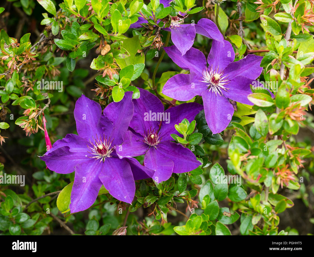 Grandi fiori viola del gruppo 2, ripetere la fioritura hardy scalatore, Clematis "Il Presidente" Foto Stock