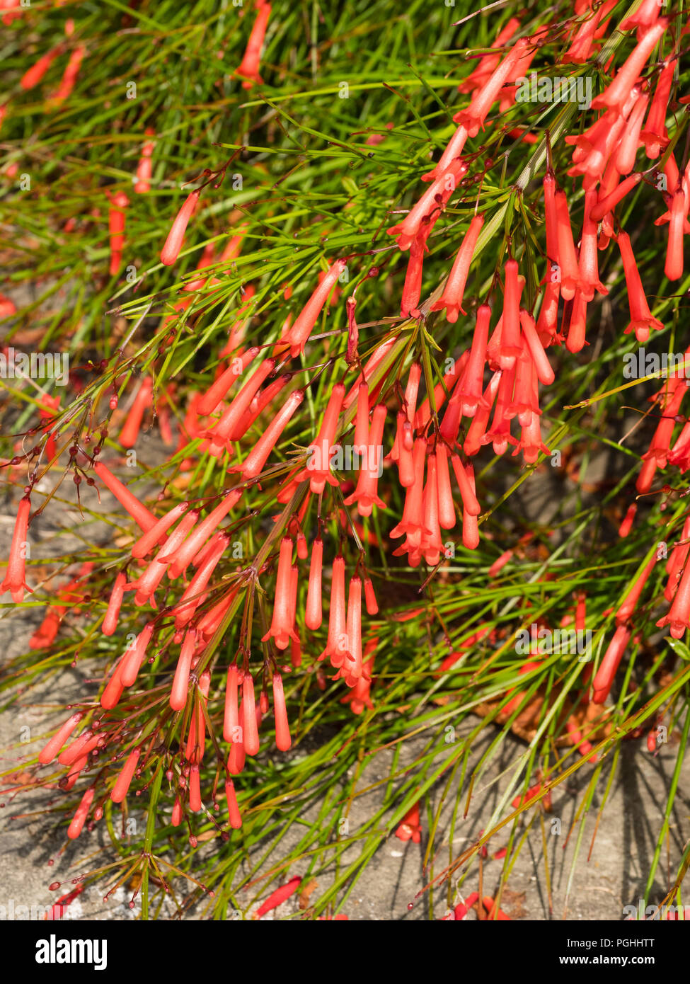 Tubolare di fiori rossi di sub-tropicali petardo impianto, Russelia equisetiformis Foto Stock