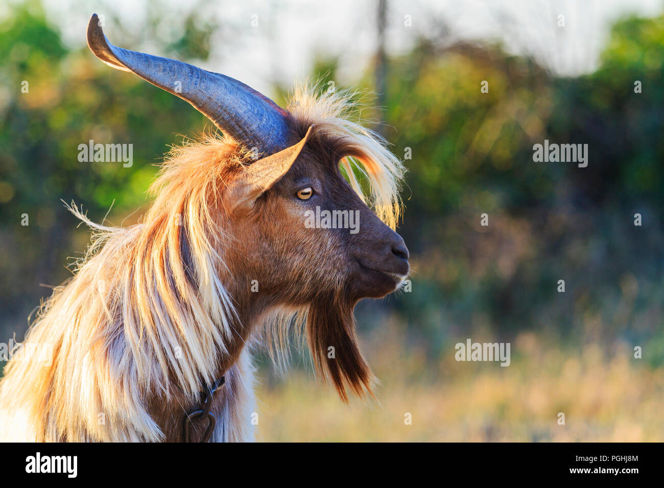 Capra con capelli lunghi e lunghe corna Foto Stock