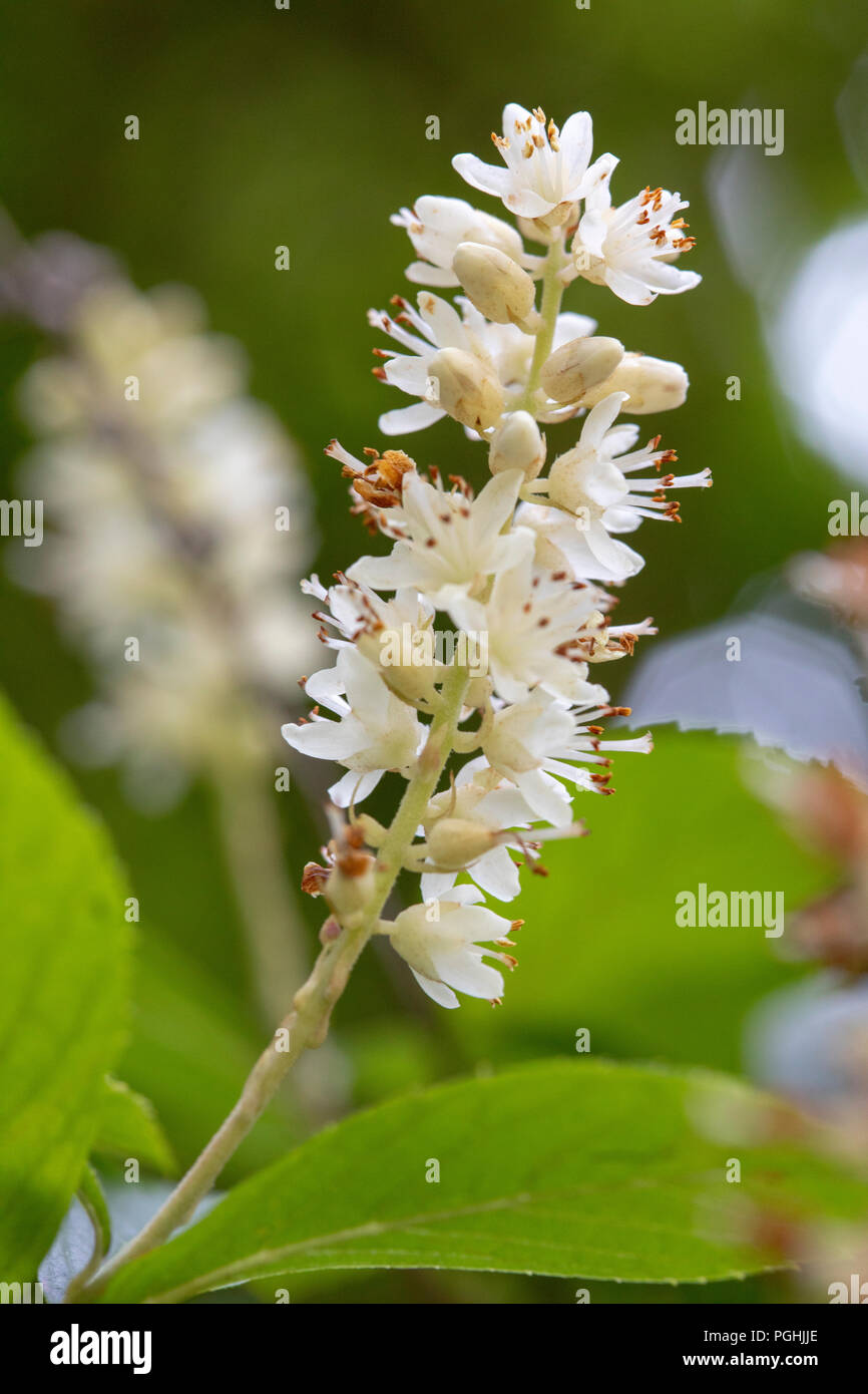 Fiore di Clethra Alnifolia Summersweet costiere Pepperbush dolce Foto Stock