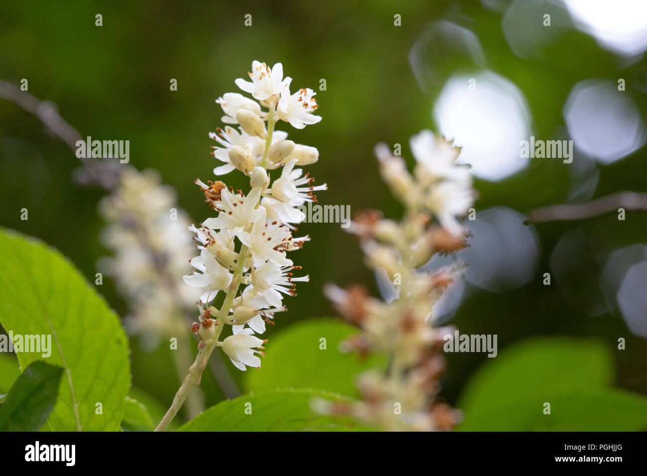 Fiore di Clethra Alnifolia Summersweet costiere Pepperbush dolce Foto Stock