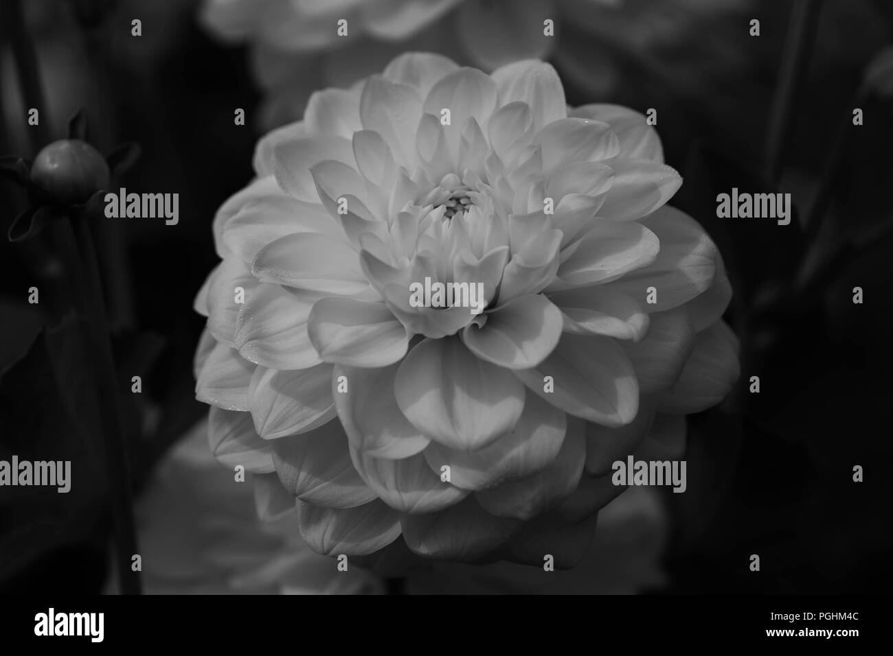 Dalie sul display con impollinatori al lavoro, Canby Oregon Foto Stock