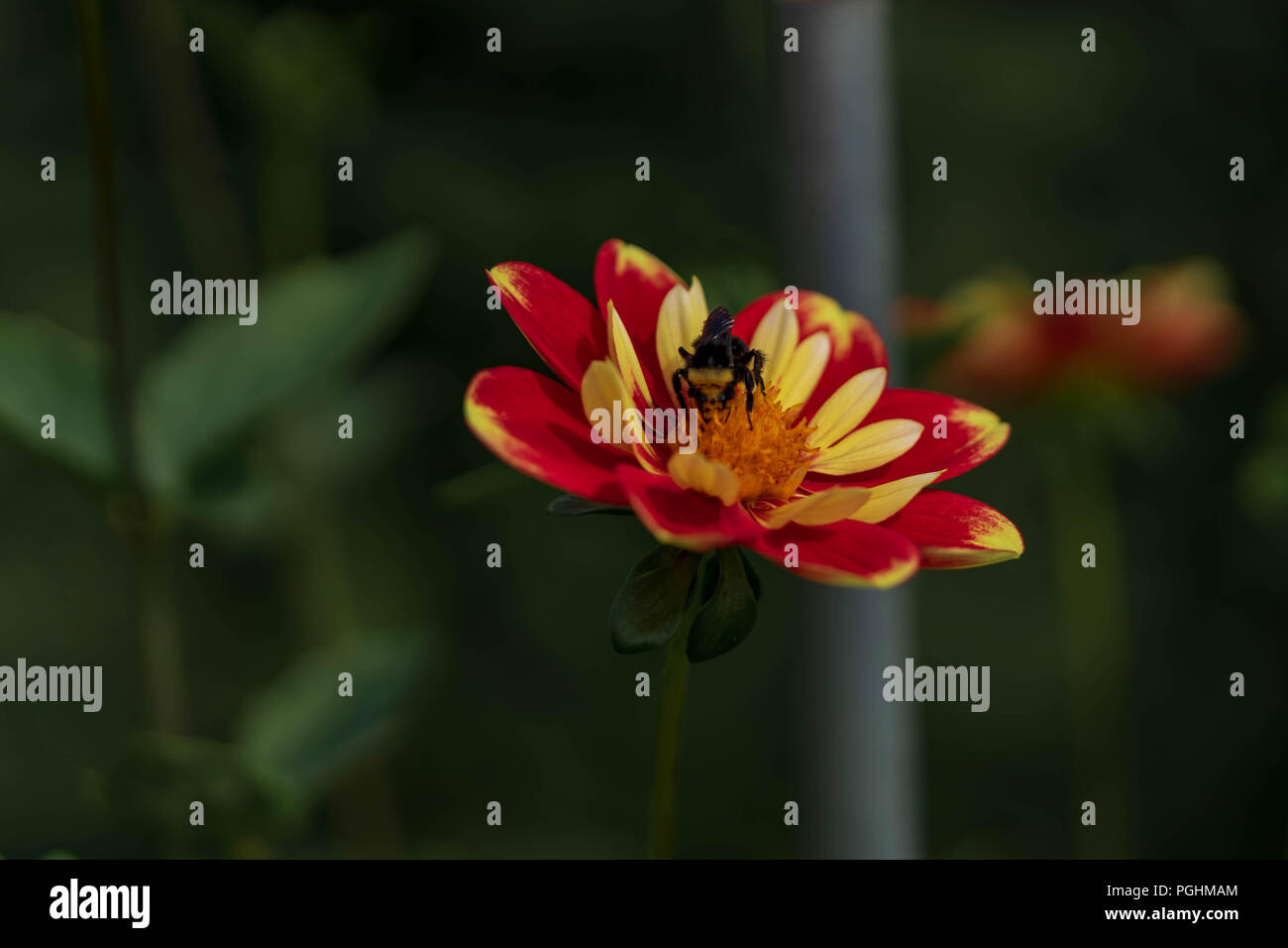 Dalie sul display con impollinatori al lavoro, Canby Oregon Foto Stock