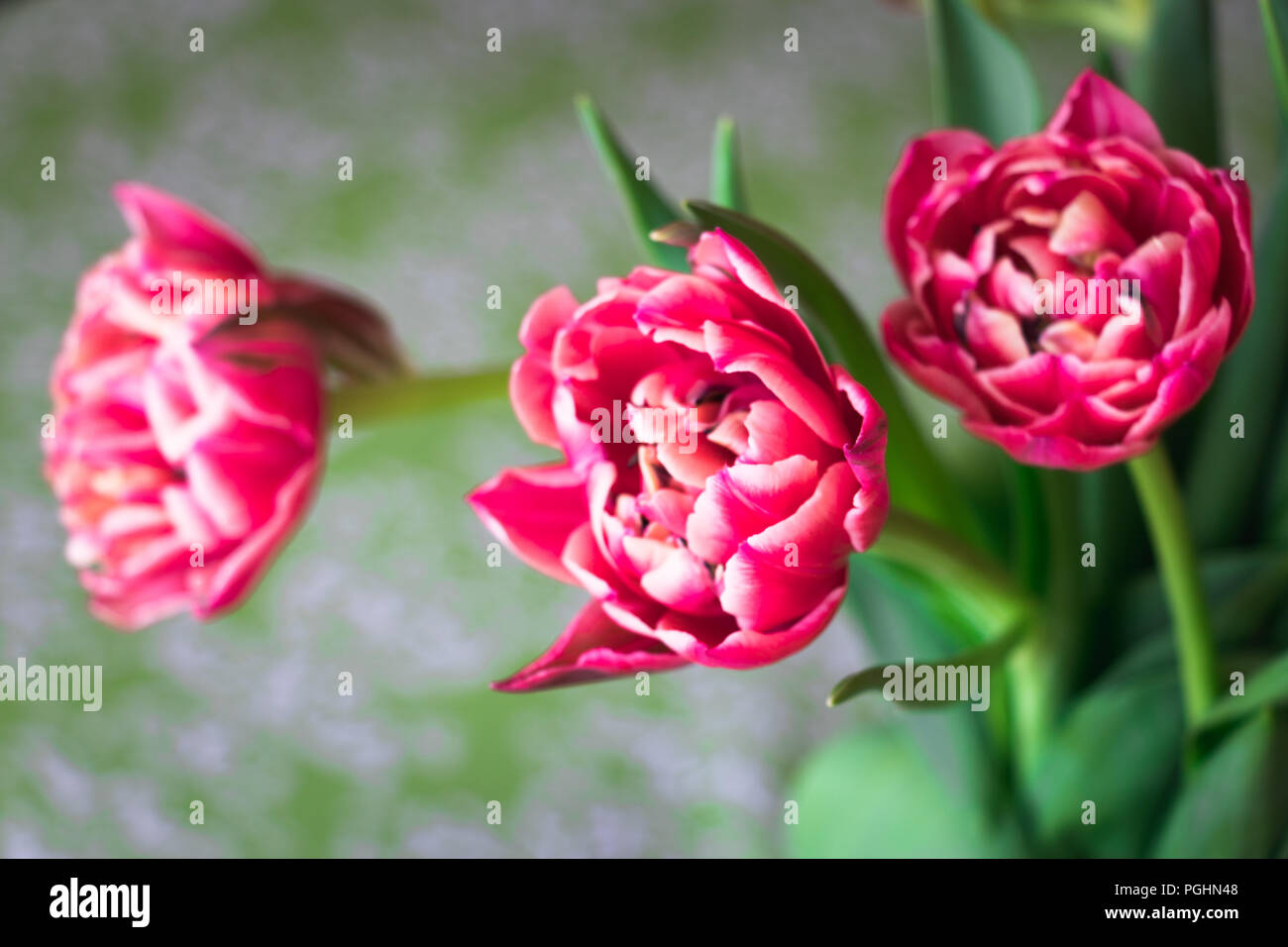 Columbus tulipani in un vaso Foto Stock