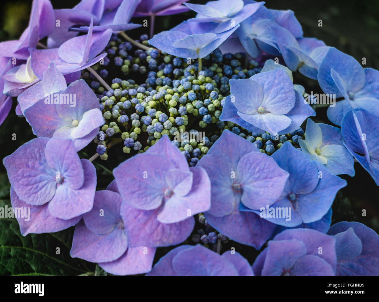 Viola Hydrangea - Hortensia fiore Foto Stock