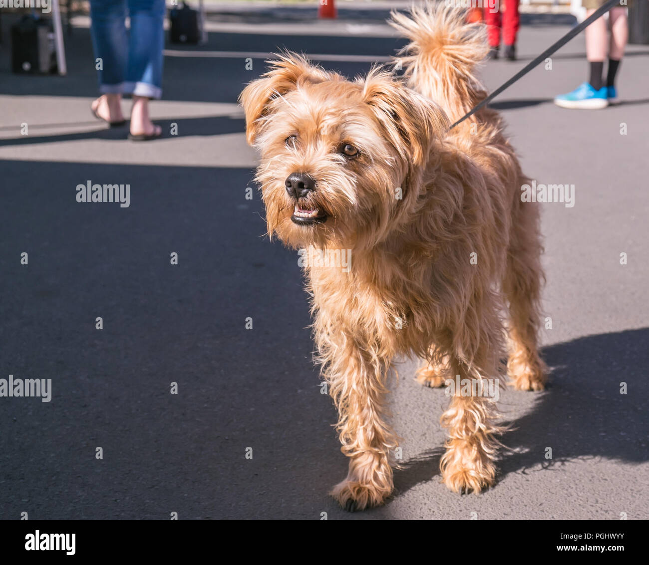 Carino peloso marrone razza cane al guinzaglio in pubblico in un mercato sul marciapiede in Nuova Zelanda, NZ Foto Stock
