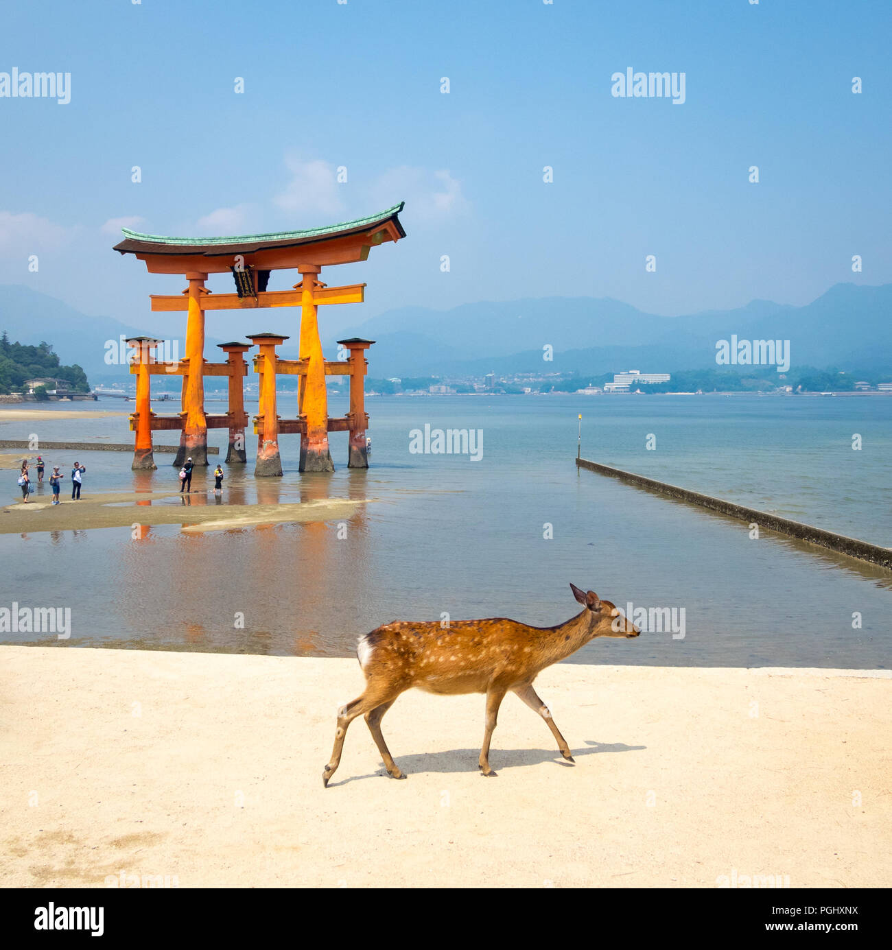 Una femmina di sika cervo (Cervus nippon) nella parte anteriore della floating gate torii al santuario di Itsukushima sull'isola di Miyajima, Prefettura di Hiroshima, Giappone. Foto Stock