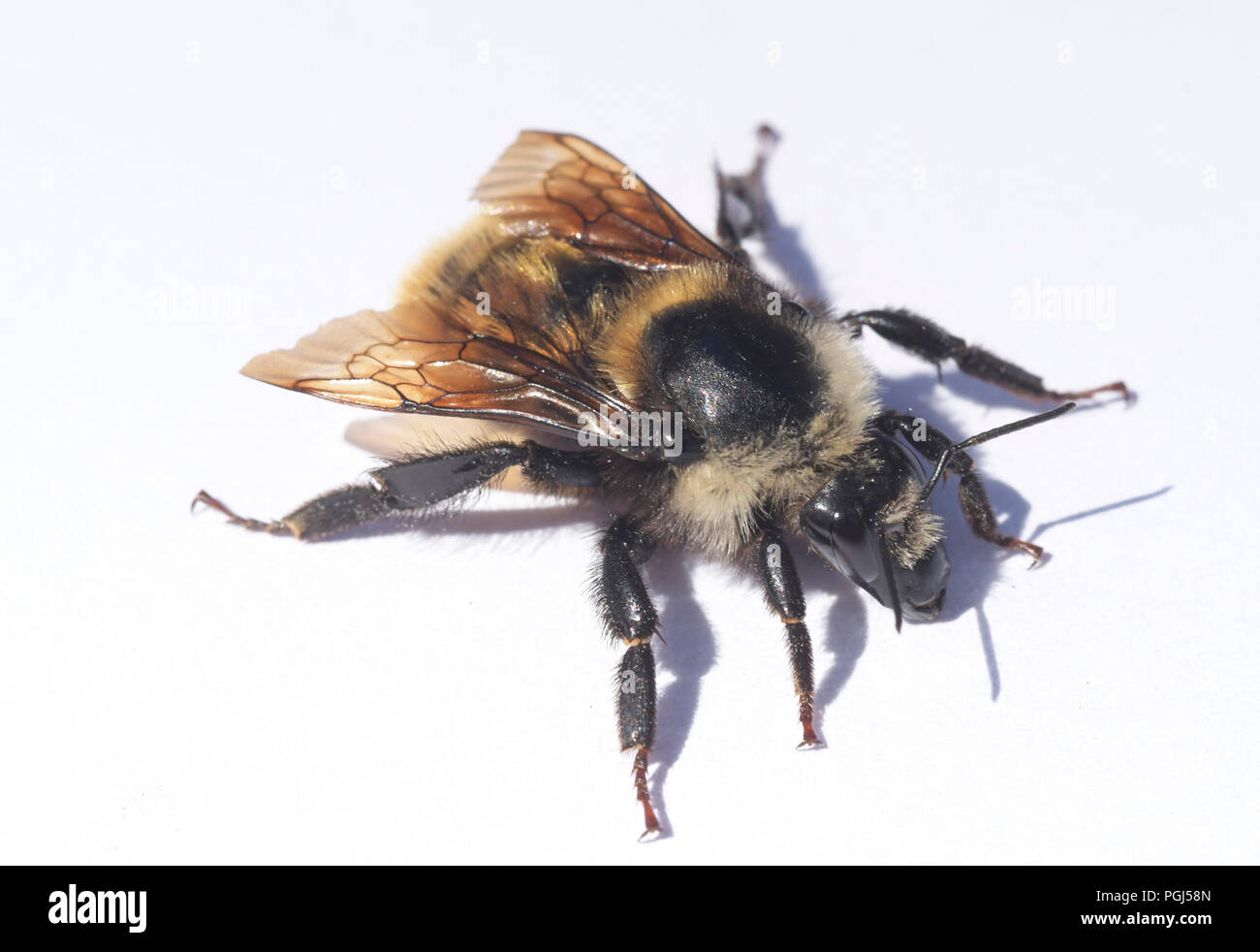 Bianco-spallamento Bumblebee (Bombus appositus) Deer Park, il Parco Nazionale di Olympic, Washington Foto Stock