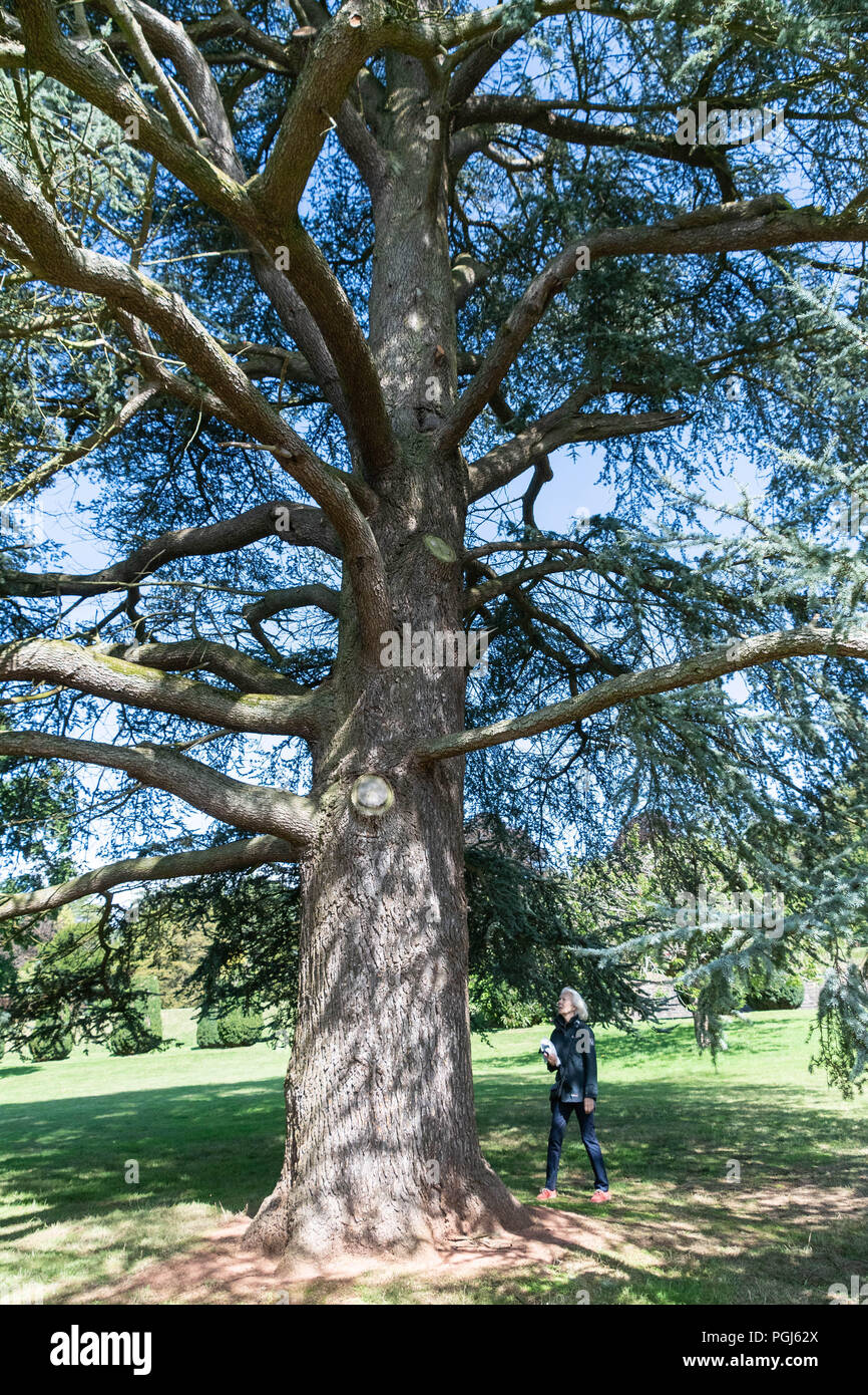 Una donna sta sotto un gigante blu Atlas albero di cedro Foto Stock