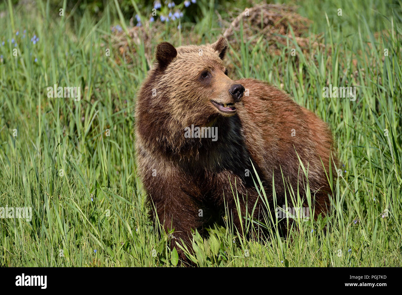 Una chiusura di un giovane orso grizzly (Ursus arctos); in piedi in erba alta guardando indietro nelle zone rurali di Alberta in Canada. Foto Stock