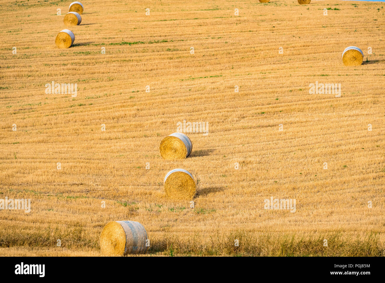 Grandi rotoballe di fieno sulle colline della Toscana, Italia Foto Stock