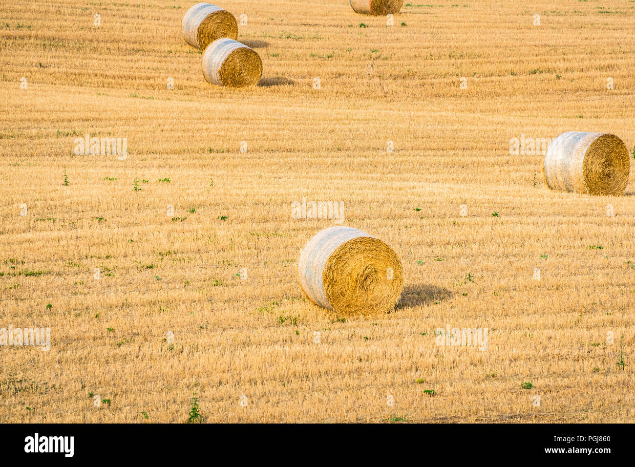 Grandi rotoballe di fieno sulle colline della Toscana, Italia Foto Stock