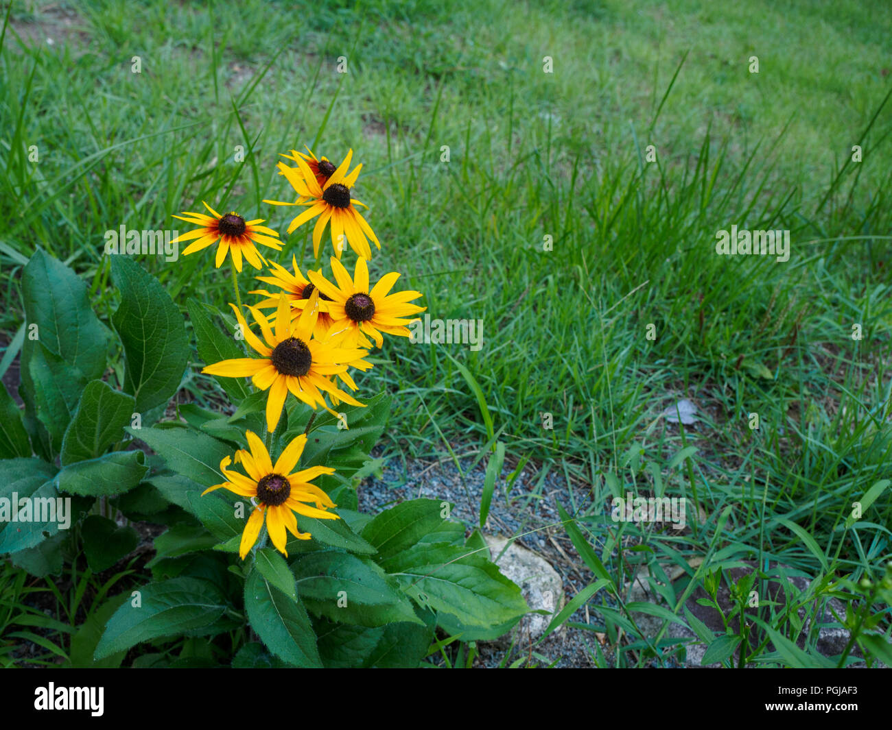 Close up di un black-eyed Susan fiore. Noto anche come Brown Betty, marrone-eyed Susan, inglese bull-eye, e Giallo Margherita occhio di bue. Foto Stock