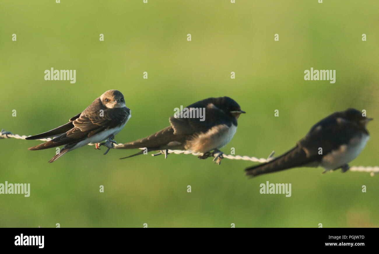 Una bella sabbia Martin (Riparia Riparia) appollaia con Rondini su un filo spinato. Foto Stock