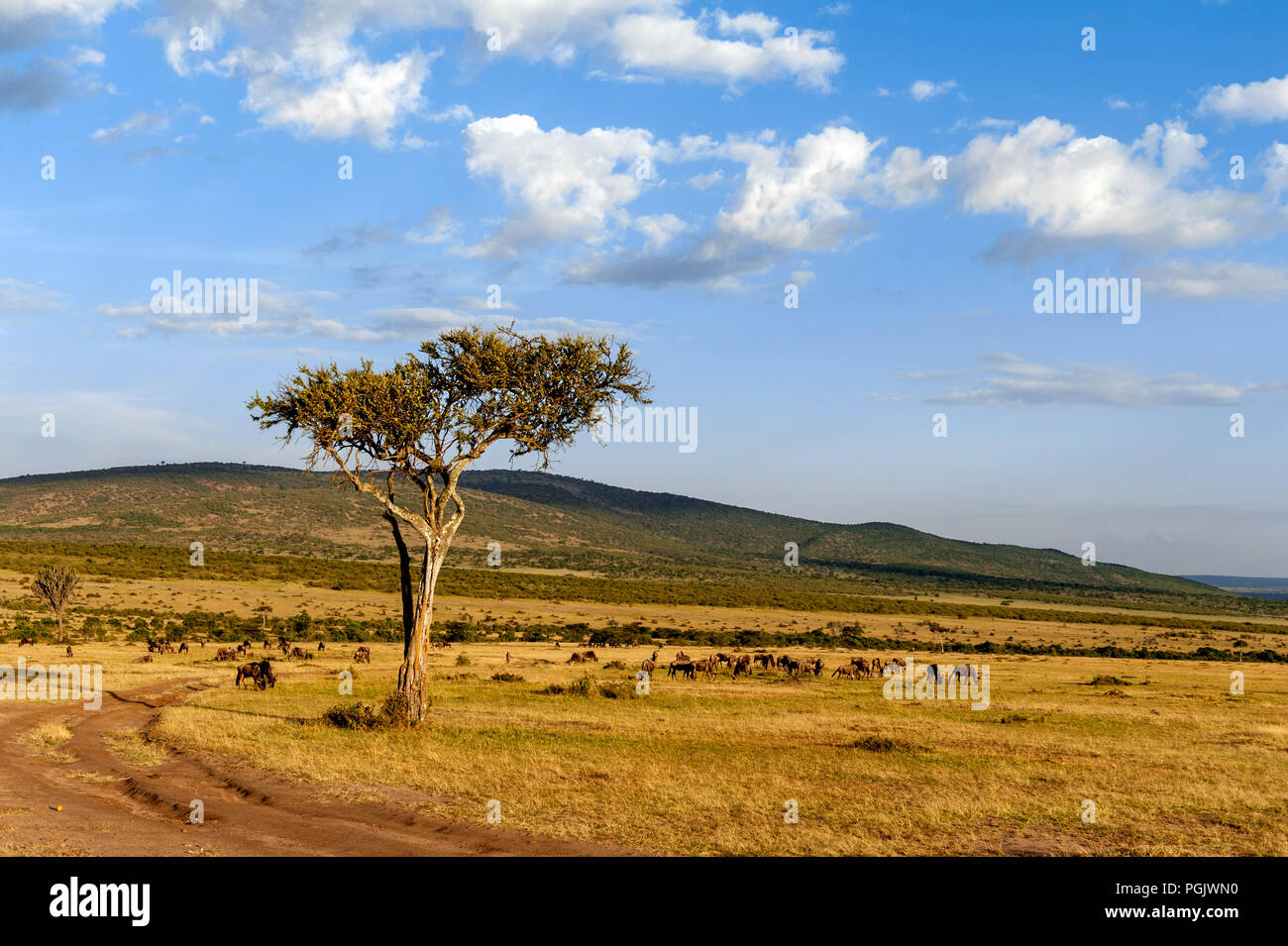 Bellissimo paesaggio con nessuno albero in Africa Foto Stock