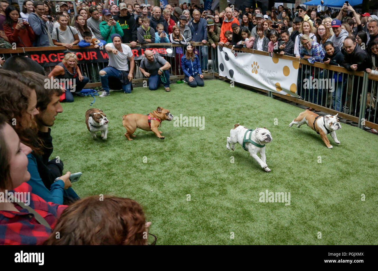 Vancouver, Canada. 26 Ago, 2018. La gente guarda bulldog gara durante il "Pet-A-Palooza' evento in Vancouver, Canada, e il agosto 26, 2018. Circa 20.000 gli amanti del cane ha partecipato l'annuale "Pet-A-Palooza' evento qui Domenica. L'evento ha permesso gli amanti degli animali per condividere la gioia e l'esperienza con i loro animali domestici attraverso diverse attività. Credito: Liang Sen/Xinhua/Alamy Live News Foto Stock