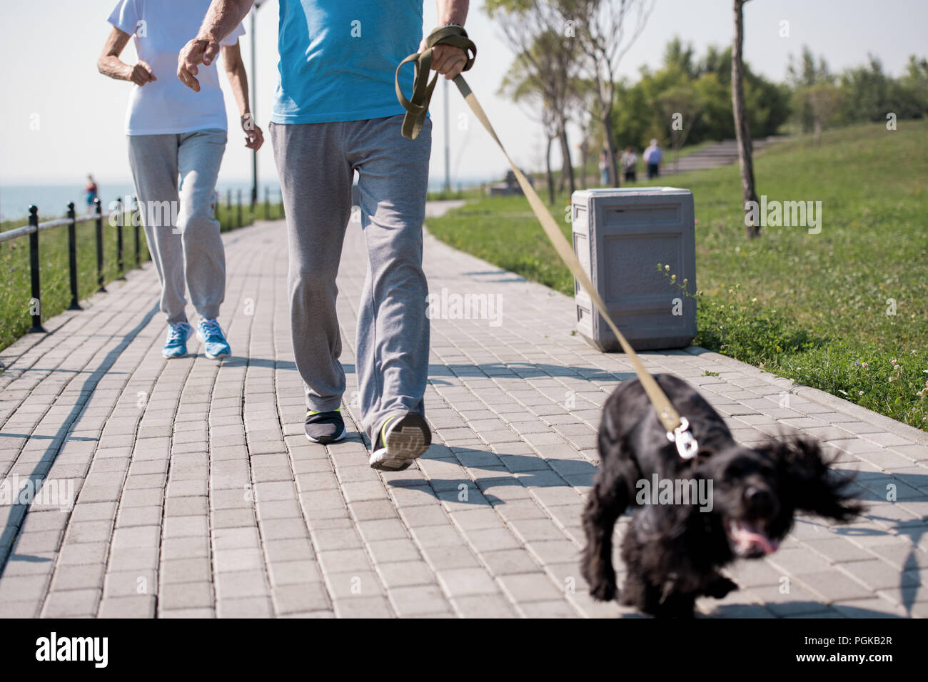 Sezione bassa ritratto di active coppia senior godendo di corsa mattutina con il cane sul parco, spazio di copia Foto Stock