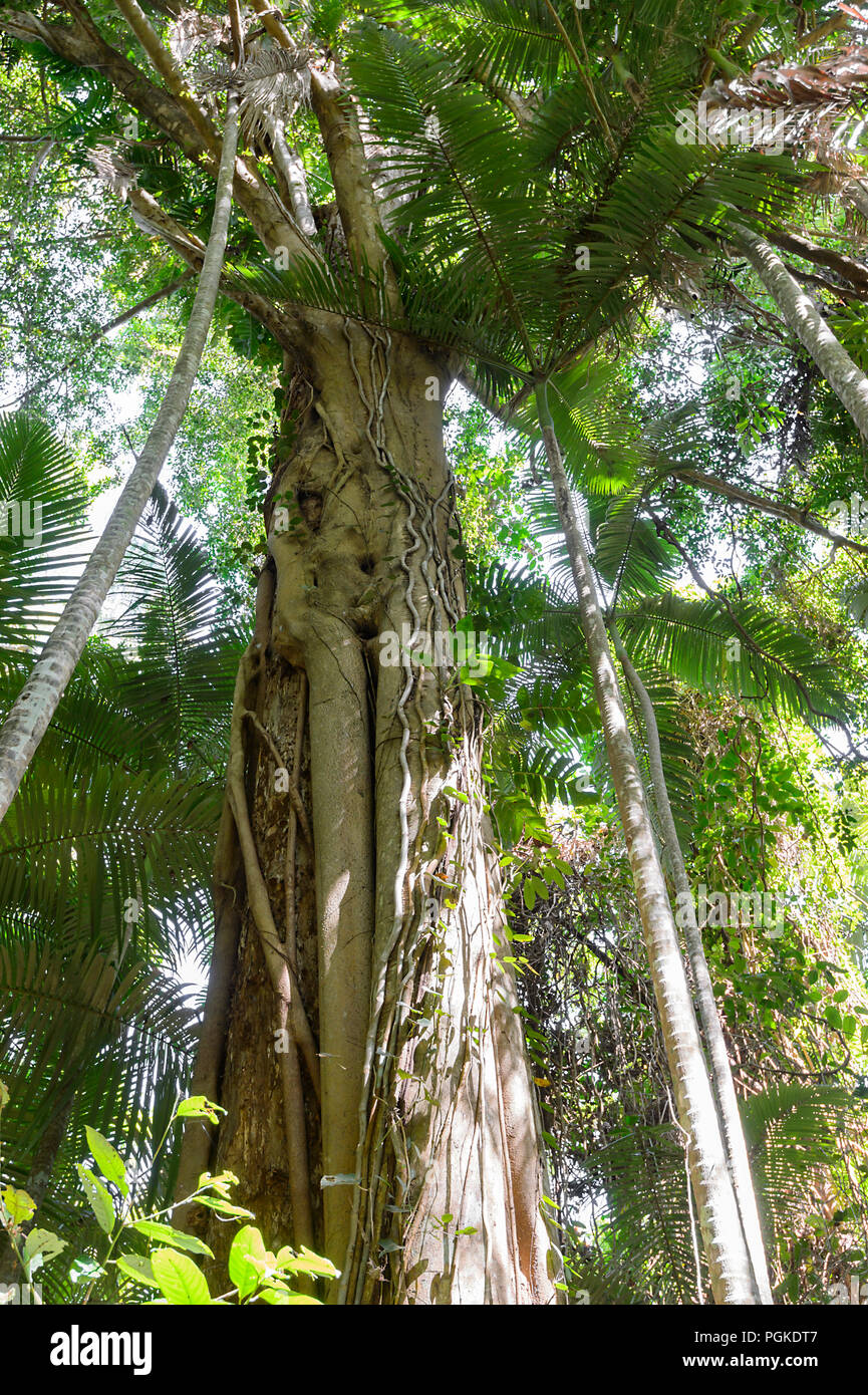 Ficus (Ficus benjamina) accanto alla passeggiata nella foresta pluviale, Cairns Botanic Gardens, Edge Hill, estremo Nord Queensland, FNQ, QLD, Australia Foto Stock