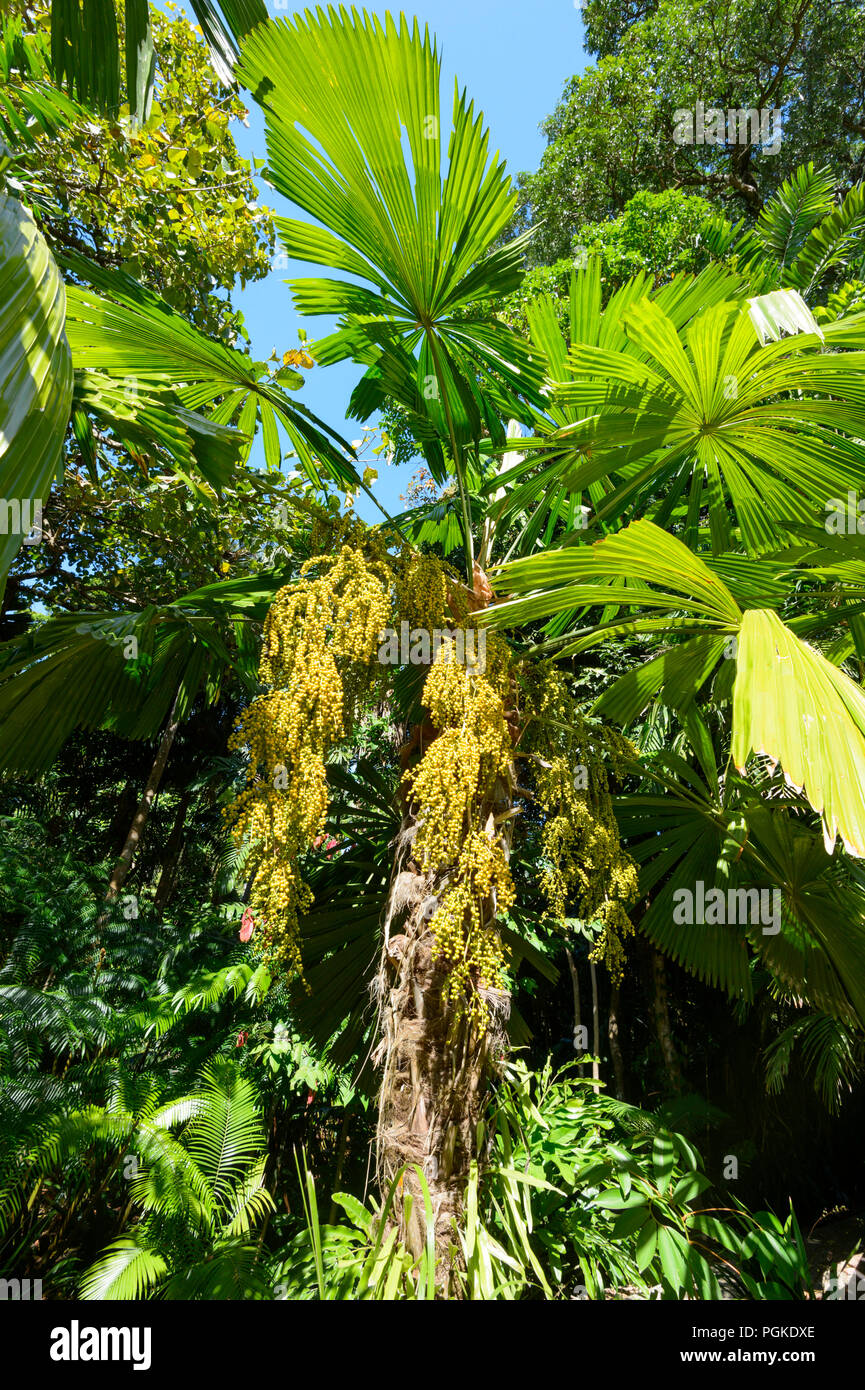 La fruttificazione palm accanto alla passeggiata nella foresta pluviale, Cairns Botanic Gardens, Edge Hill, estremo Nord Queensland, FNQ, QLD, Australia Foto Stock