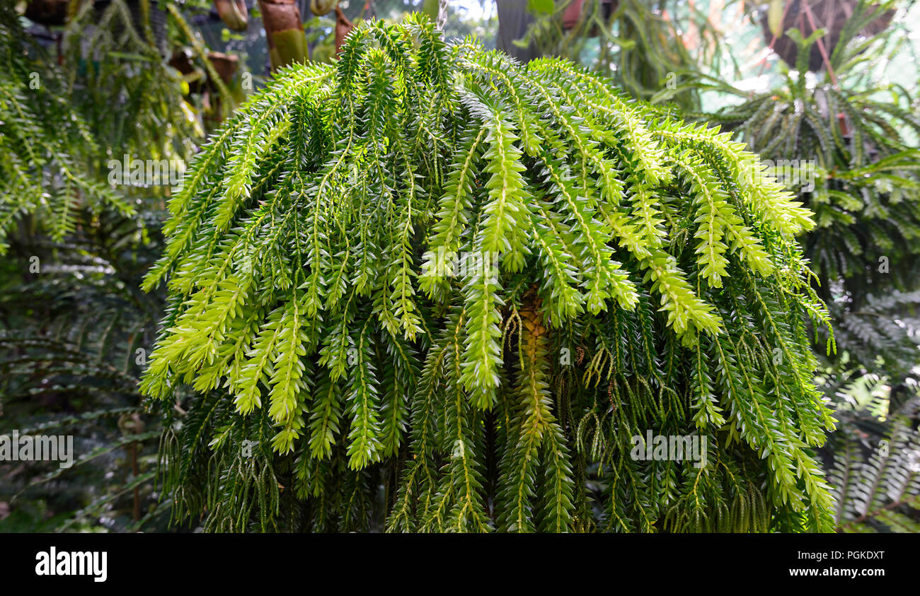 Queensland grossolana del fiocco Fern (Huperzia phlegmaria), Lycopodiaceae, Australia Foto Stock