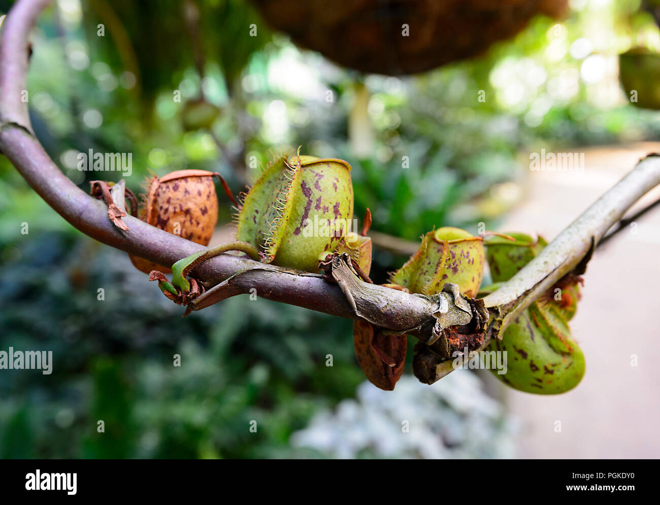 Tropical pianta brocca (Nepenthes ampullaria) trovata dalla Malaysia a Papua Nuova Guinea Foto Stock