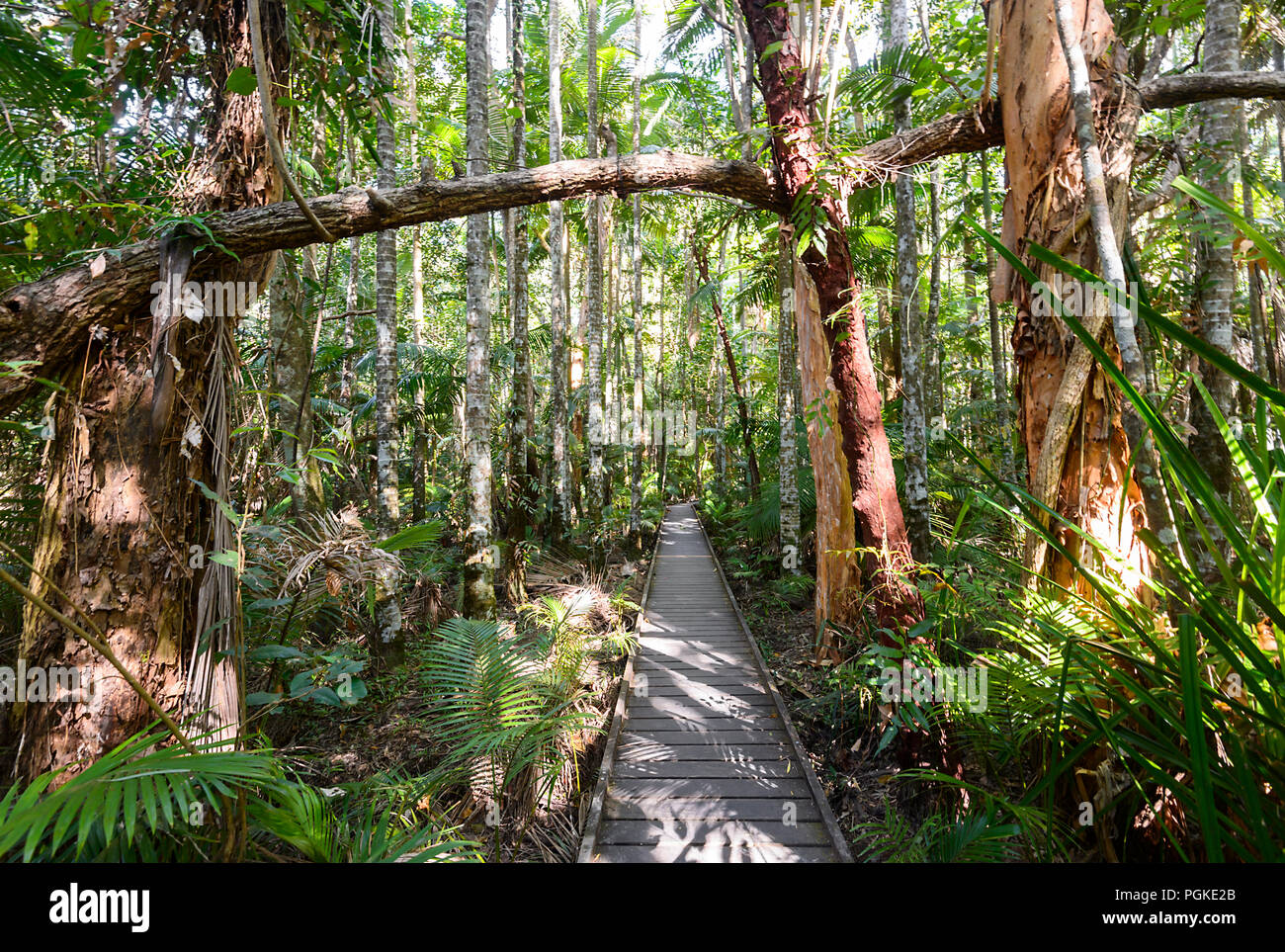 Passeggiata nella foresta pluviale, Cairns Botanic Gardens, Edge Hill, estremo Nord Queensland, FNQ, QLD, Australia Foto Stock