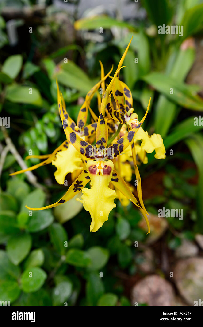 Orchidea Gialla, Aliceara Pacific Nova 'Okika' Foto Stock